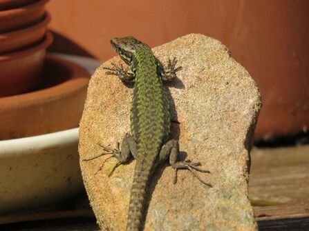 A tale of six lizards | Devon Wildlife Trust